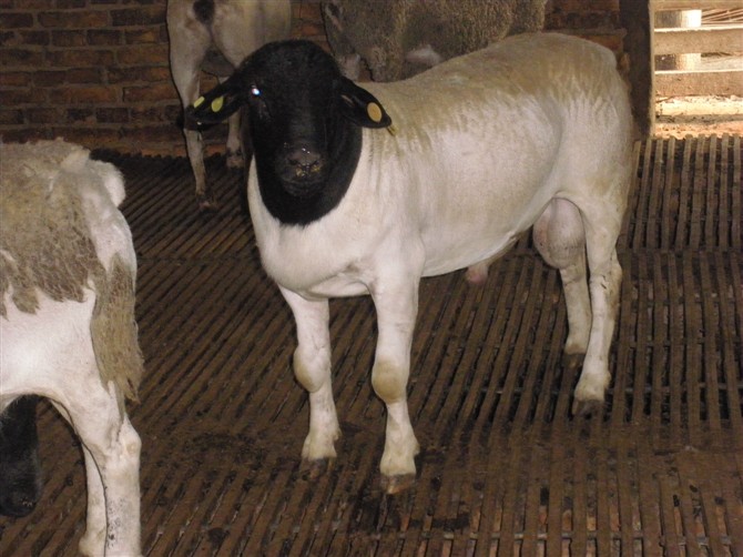 �Ų�����