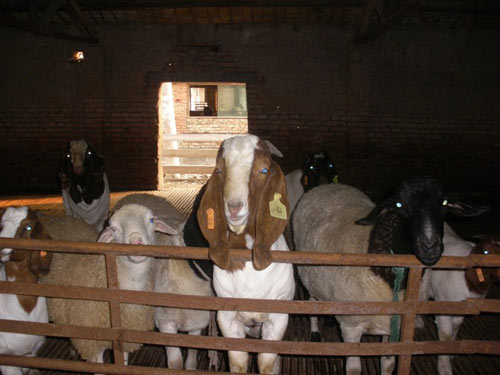 波尔山羊种羊