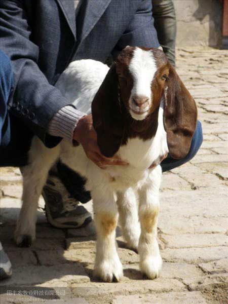 2月龄波尔山羊种羊