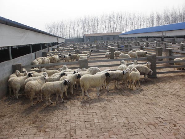 Сβ��������